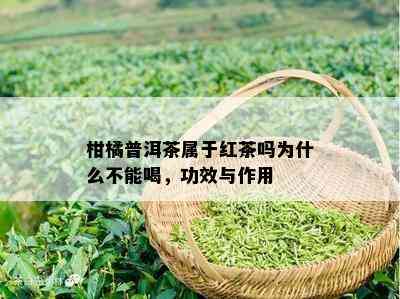 柑橘普洱茶属于红茶吗为什么不能喝，功效与作用