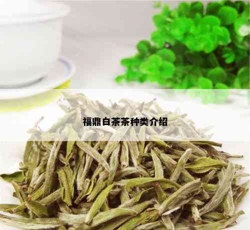 福鼎白茶茶种类介绍