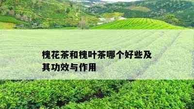 槐花茶和槐叶茶哪个好些及其功效与作用