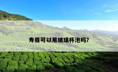 寿眉可以用玻璃杯泡吗？