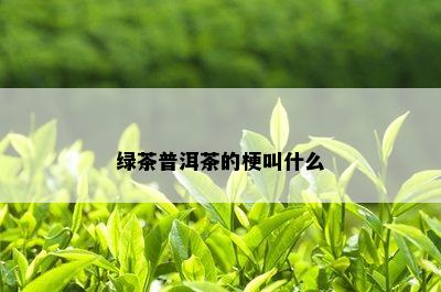 绿茶普洱茶的梗叫什么