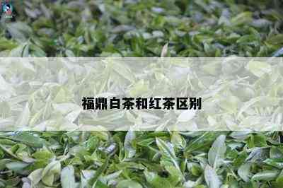 福鼎白茶和红茶区别