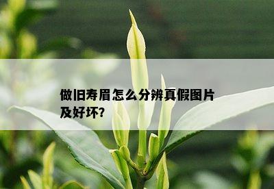 做旧寿眉怎么分辨真假图片及好坏？