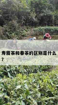 寿眉茶和春茶的区别是什么？