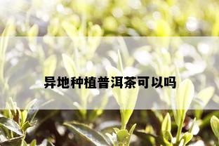 异地种植普洱茶可以吗