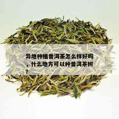 异地种植普洱茶怎么样好吗，什么地方可以种普洱茶树？