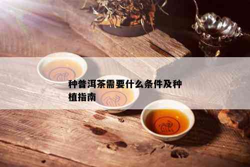 种普洱茶需要什么条件及种植指南