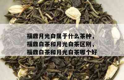 福鼎月光白属于什么茶种，福鼎白茶和月光白茶区别，福鼎白茶和月光白茶哪个好