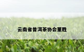 云南省普洱茶协会董胜