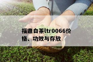 福鼎白茶ltr0066价格、功效与存放