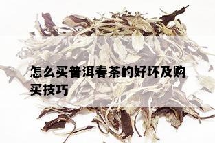 怎么买普洱春茶的好坏及购买技巧