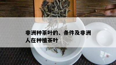 非洲种茶叶的、条件及非洲人在种植茶叶