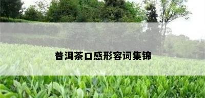 普洱茶口感形容词集锦