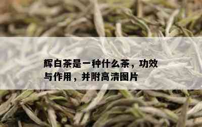 辉白茶是一种什么茶，功效与作用，并附高清图片