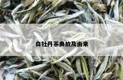 白牡丹茶典故及由来