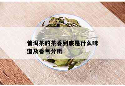 普洱茶的茶香到底是什么味道及香气分析