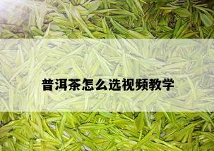 普洱茶怎么选视频教学