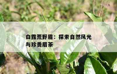 白露荒野眉：探索自然风光与珍贵眉茶