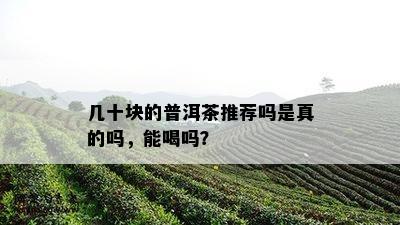 几十块的普洱茶推荐吗是真的吗，能喝吗？