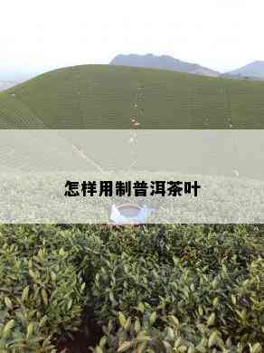 怎样用制普洱茶叶