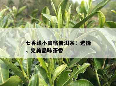 七香缘小青橘普洱茶：选择，完美品味茶香