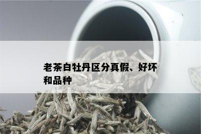 老茶白牡丹区分真假、好坏和品种