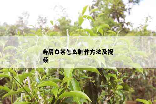 寿眉白茶怎么制作方法及视频