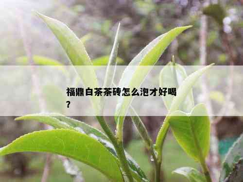 福鼎白茶茶砖怎么泡才好喝？