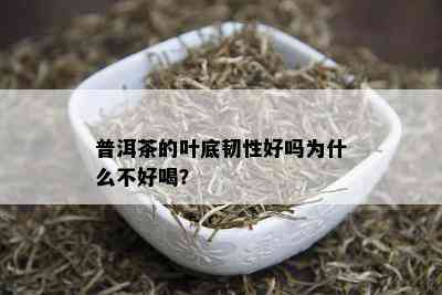 普洱茶的叶底韧性好吗为什么不好喝？