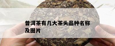 普洱茶有几大茶头品种名称及图片