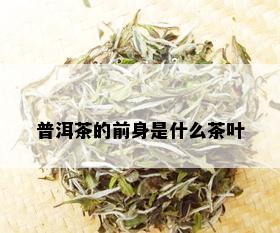 普洱茶的前身是什么茶叶