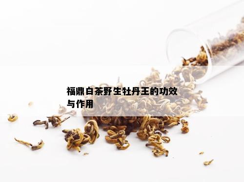 福鼎白茶野生牡丹王的功效与作用