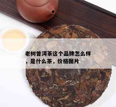 老树普洱茶这个品牌怎么样，是什么茶，价格图片