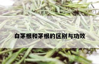 白茅根和茅根的区别与功效