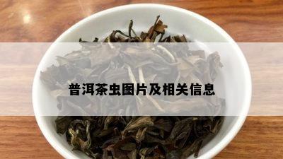 普洱茶虫图片及相关信息