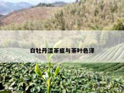 白牡丹湿茶底与茶叶色泽