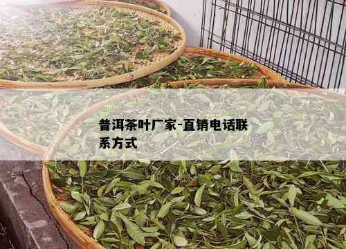 普洱茶叶厂家-直销电话联系方式