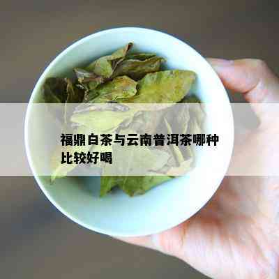 福鼎白茶与云南普洱茶哪种比较好喝