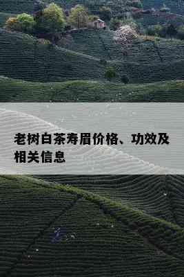 老树白茶寿眉价格、功效及相关信息