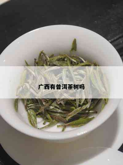 广西有普洱茶树吗