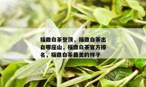 福鼎白茶登顶，福鼎白茶出自哪座山，福鼎白茶官方排名，福鼎白茶最美的样子