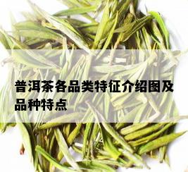 普洱茶各品类特征介绍图及品种特点