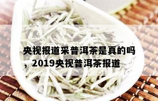 央视报道采普洱茶是真的吗，2019央视普洱茶报道