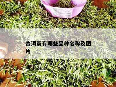 普洱茶有哪些品种名称及图片