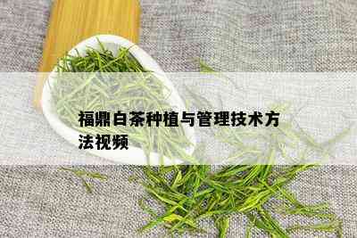 福鼎白茶种植与管理技术方法视频