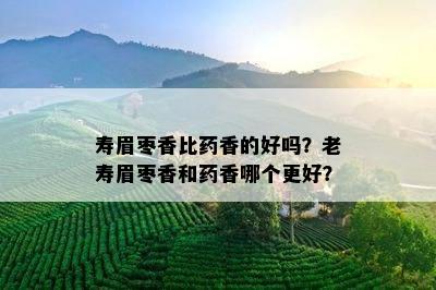 寿眉枣香比药香的好吗？老寿眉枣香和药香哪个更好？