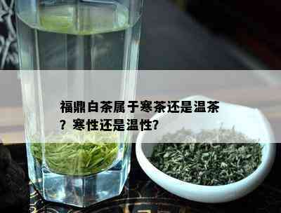 福鼎白茶属于寒茶还是温茶？寒性还是温性？