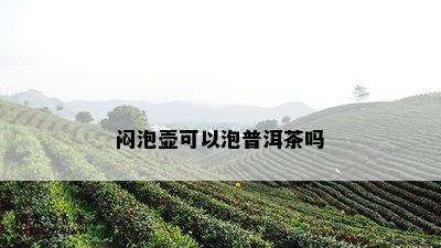 闷泡壶可以泡普洱茶吗