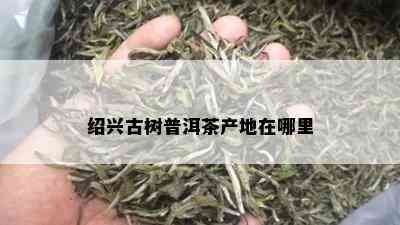 绍兴古树普洱茶产地在哪里