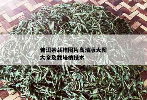 普洱茶栽培图片高清版大图大全及栽培植技术